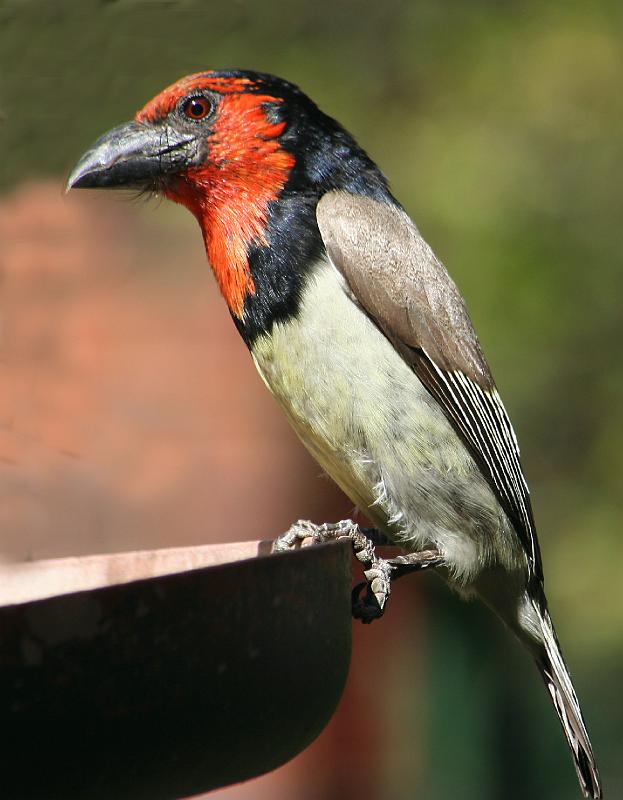 24aug2007 frieda 056.jpg - Rooikophoutkapper soek kos honger hard gewerk.....